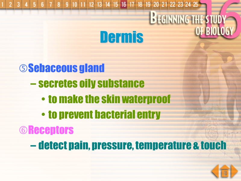 Sebaceous gland secretes oily substance to make the skin waterproof to prevent bacterial entry